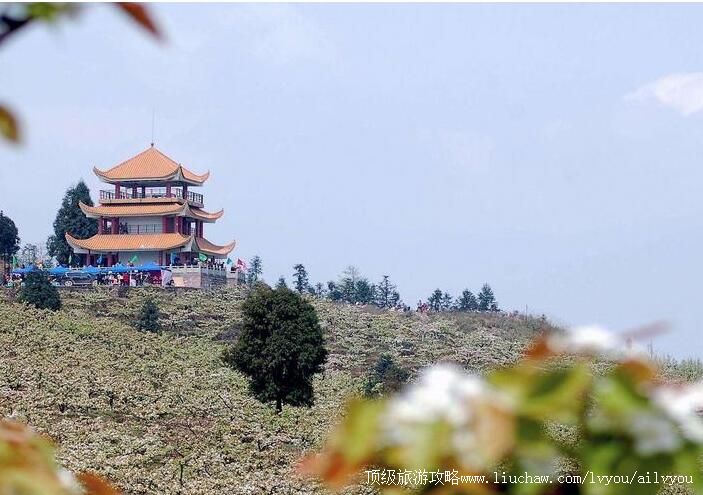 3A�����山��ţƺ�������ι���