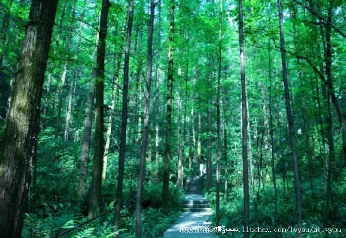 4A�������ɽ����ɭ�ֹ�԰���ι���