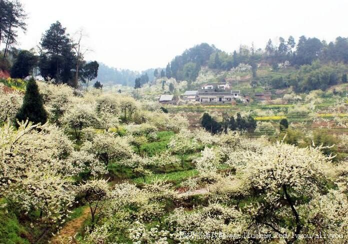 3A重庆綦江永新梨花山旅游攻略