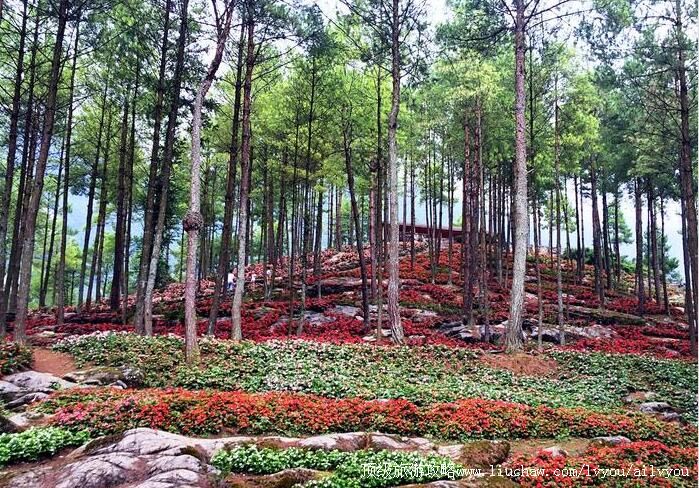 4A重庆涪陵大木花谷林下花园旅游攻略
