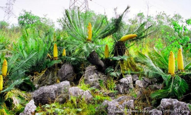 四川攀枝花苏铁国家级自然保护区旅游攻略