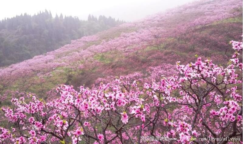 3A四川眉山丹棱桃花源景区旅游攻略