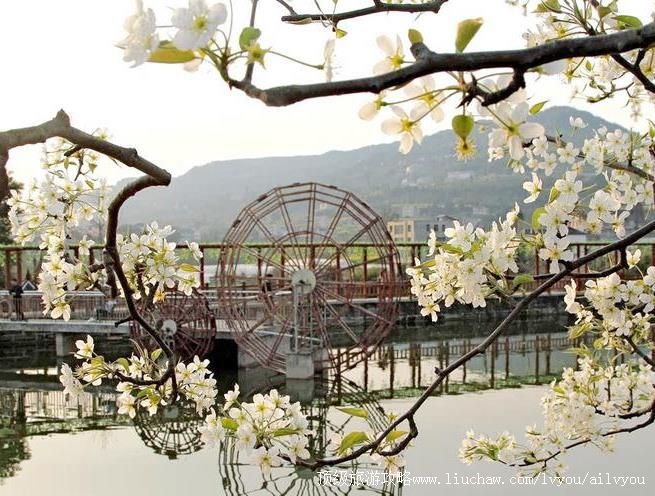 3A四川苍溪梨文化博览园旅游攻略