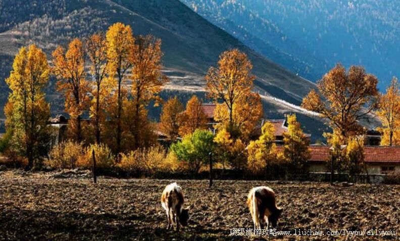 �Ĵ������¶������ι���