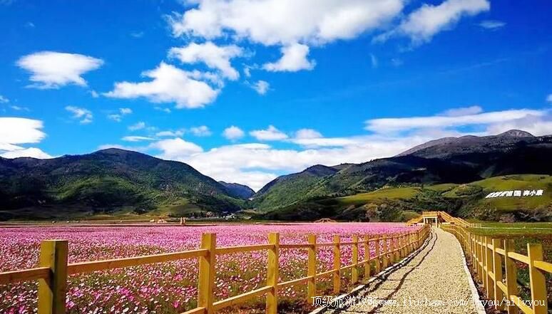4A四川理塘藏巴拉花海景区旅游攻略