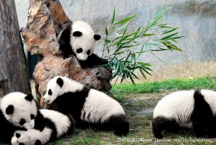 4A�Ĵ��ɶ�����è�����о��������ι���