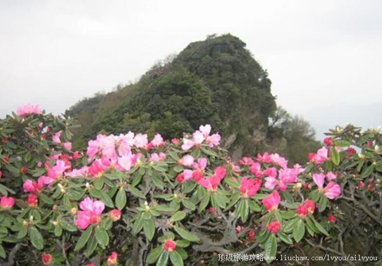 4A�Ĵ��ײ�ɽ����ɭ�ֹ�԰���ι���