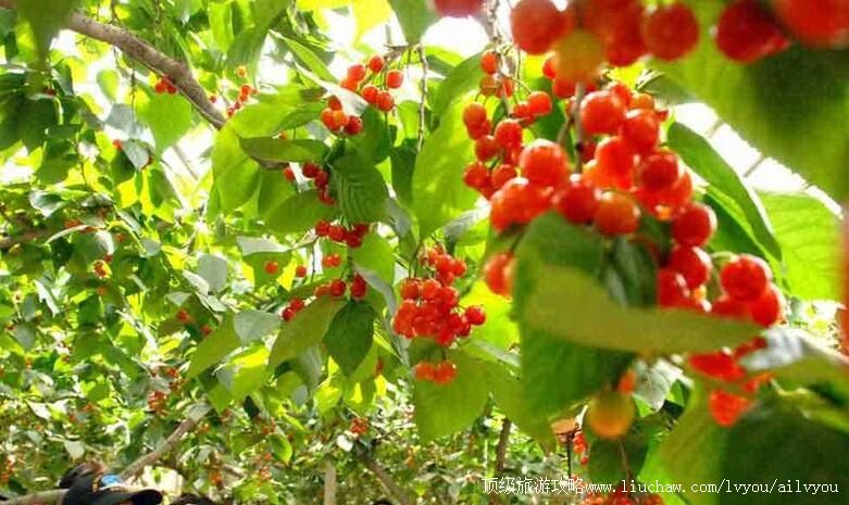 3A山东山亭水泉中华樱园旅游攻略