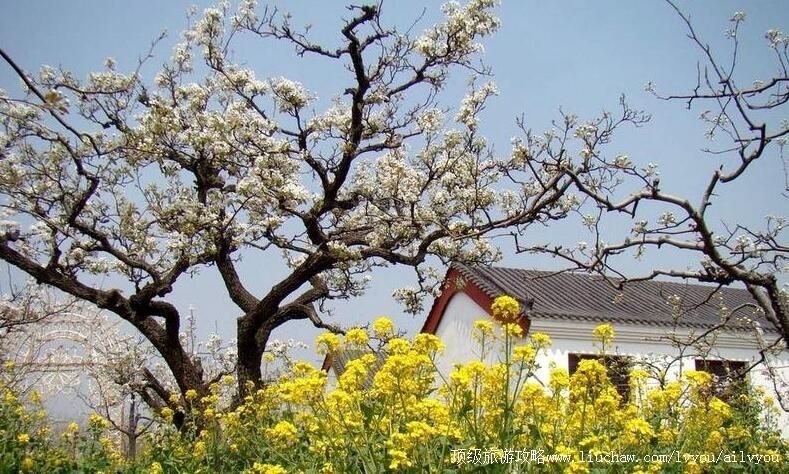 3A山东刘村万亩梨园风景区旅游攻略
