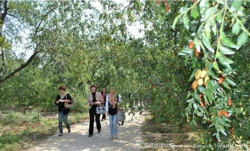 2A山东枣庄山亭区红枣农业旅游区旅游攻略