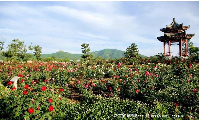 3A山东烟台莱州中华月季园旅游攻略