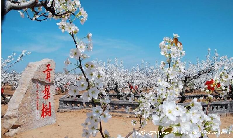 3A山东莱阳梨乡风情旅游区旅游攻略