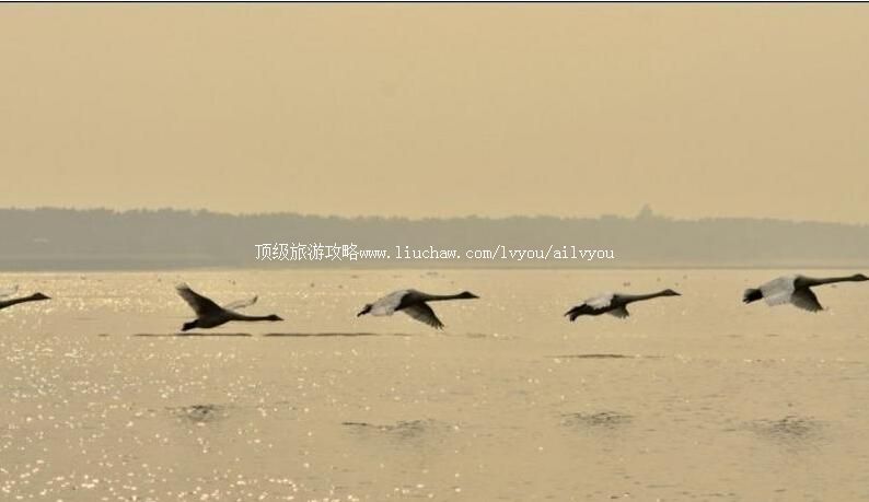 山东荣成大天鹅国家级自然保护区旅游攻略
