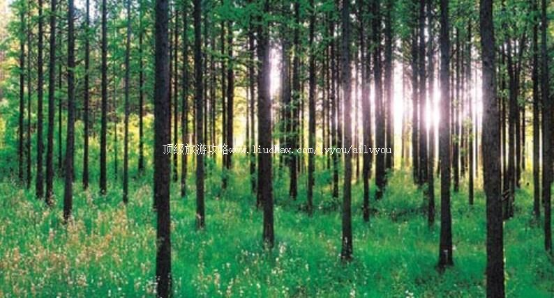 4A山东日照海滨国家森林公园旅游攻略