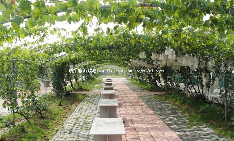 3A山东平度大泽山葡萄大观园旅游攻略