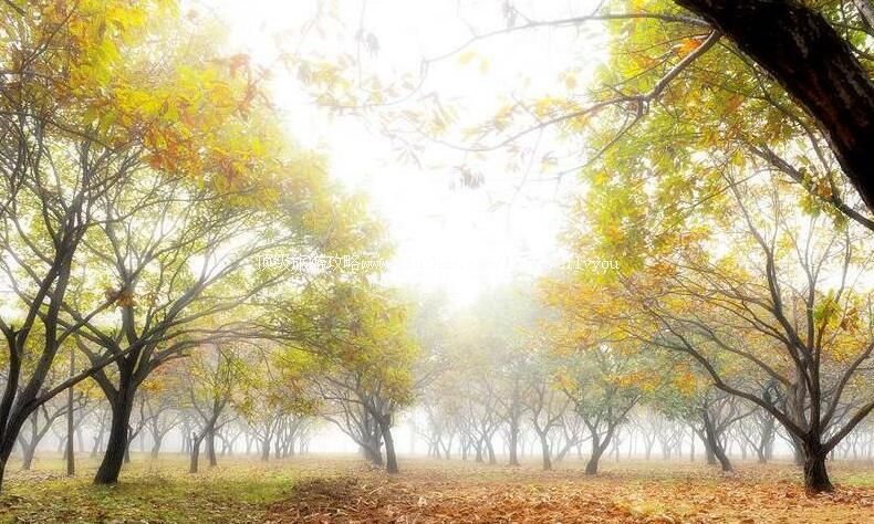 2Aɽ��۰�����۹���԰���ι���