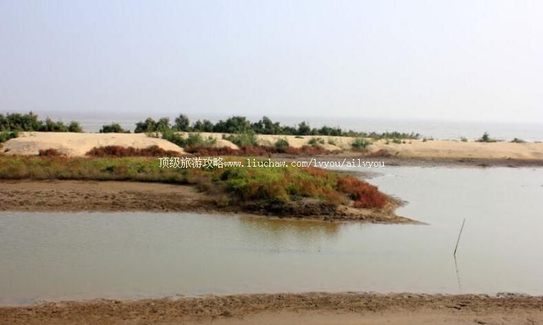 山东贝壳堤岛与湿地国家级自然保护区旅游攻略