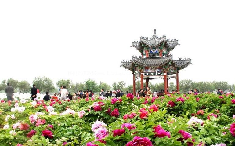 4A山东菏泽曹州牡丹园旅游攻略