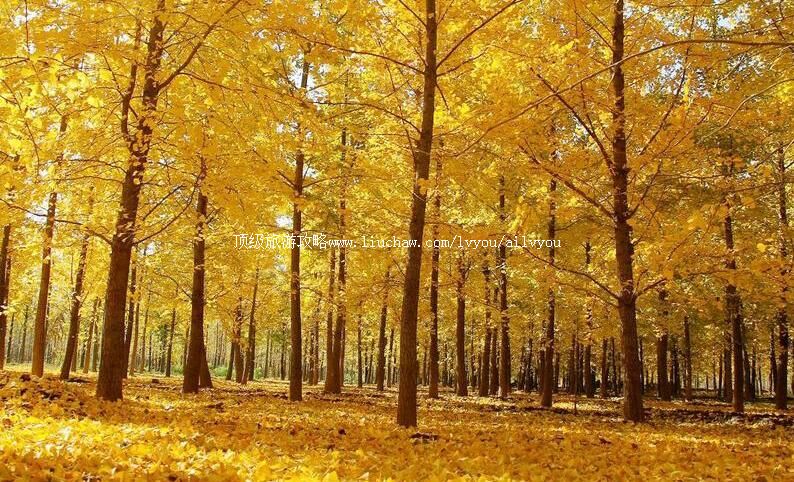 4Aɽ��۰���´�����԰���ι���