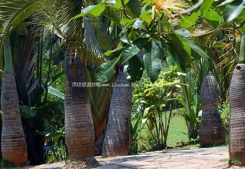5A云南中科院西双版纳热带植物园旅游攻略