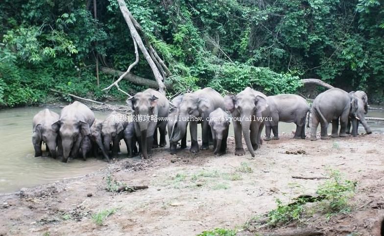 4A云南西双版纳野象谷旅游攻略