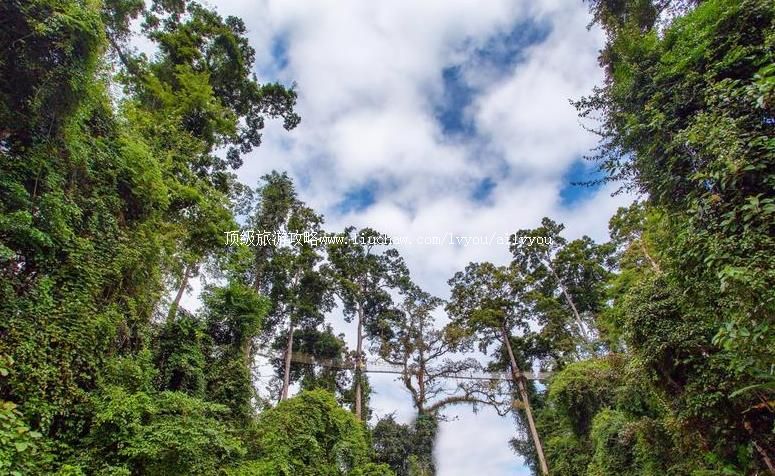 4A云南西双版纳望天树景区旅游攻略
