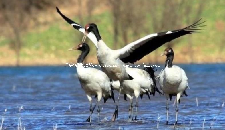 云南会南会泽黑颈鹤国家级自然保护区旅游攻略