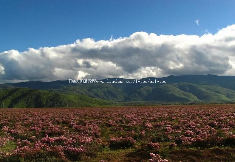 1A���ϰ���ѩɽ��ɽ�ž������ι���