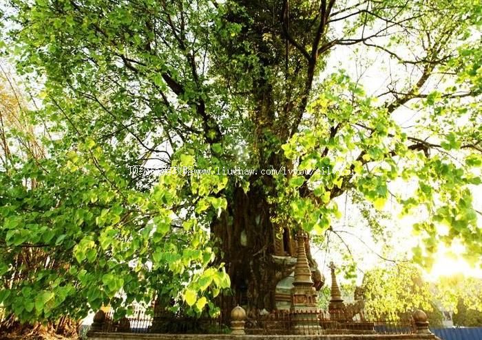 �������������ι���