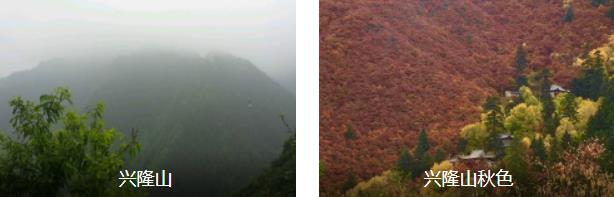 ����ɭ��2����·