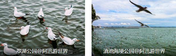 昆大丽经典7日线路