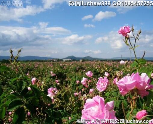 ��������������ȫ��8�����ι���