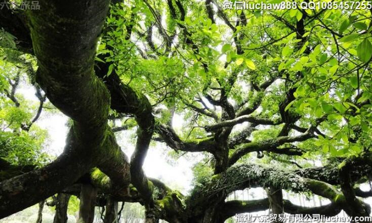 福州自由行三日旅游攻略