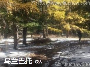 �ɹ�-��������