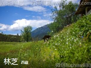 ����-��֥.