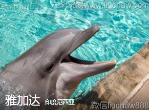 ӡ��������-�żӴ�