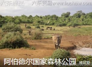 肯尼亚-阿伯德尔国家森林公园