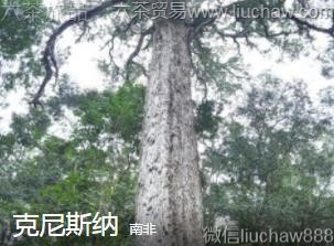 �Ϸ�-����˹��