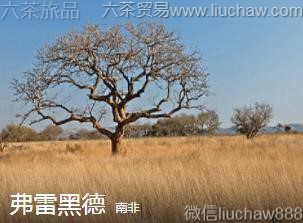 �Ϸ�-���׺ڵ�