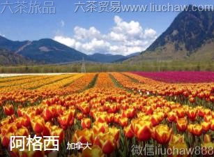 ���ô�-������