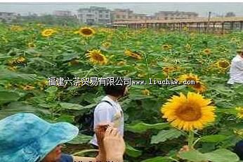 ��ɳ����̬ũׯ