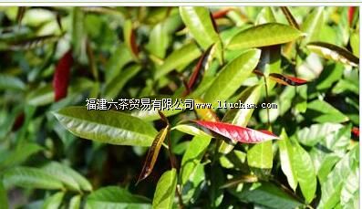 ����ʡ��Ȫ��Ӿѵ������