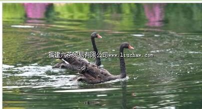 ���ݶ���԰