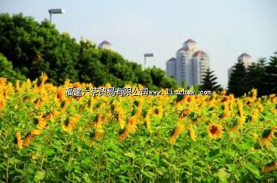 �Ͻ������⹫԰