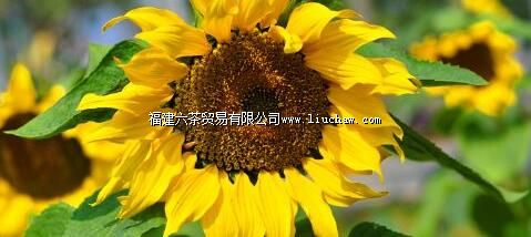 ���ݻ�����԰