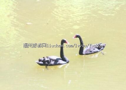 .��ɽ����ɭ�ֹ�԰