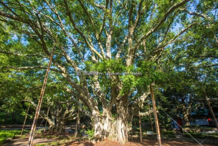 ����-����ɽɫ�����ň@��