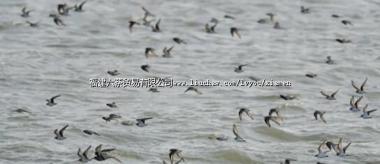 ����ˮů��ǧ����ɣ��ص�ӭ��������ϡ���࣬��������è��ɶ��