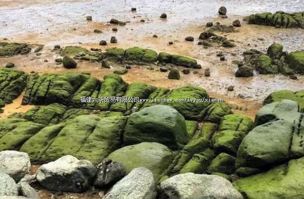 ��Ȥ�������д�½�ϡ��������硱����ĩԼ��~