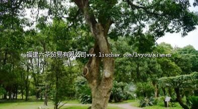 ���������ʿ����